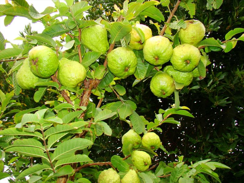 CÂY GIỐNG ỔI GĂNG