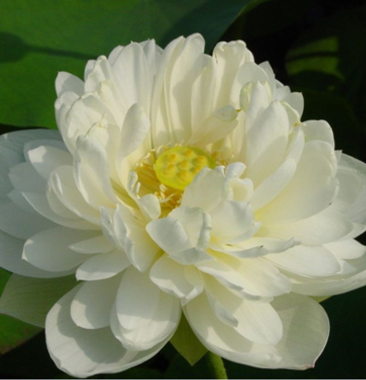 White Lotus Seeds (Pack of 5 Seeds)