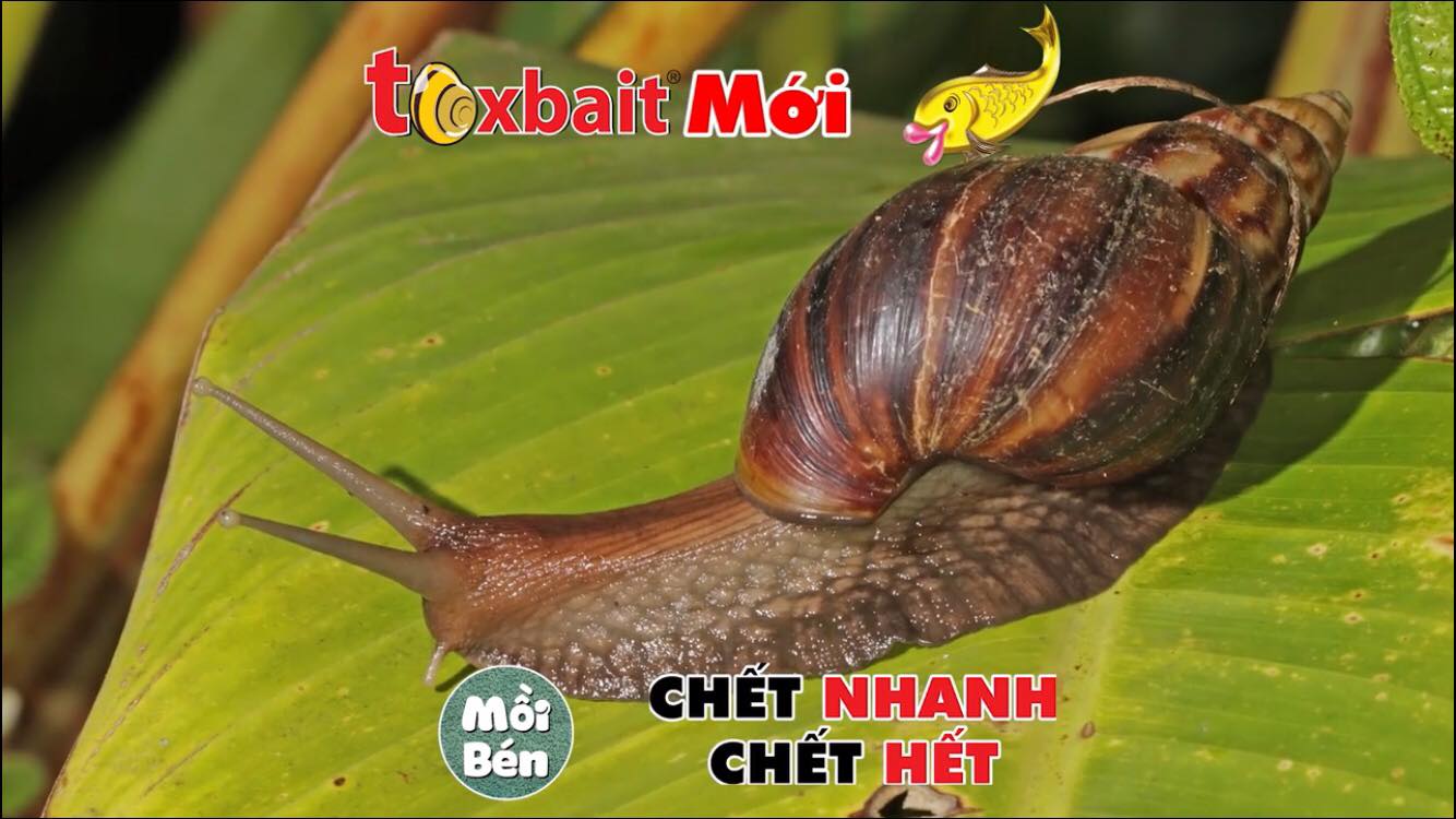 diệt ốc Sên , ốc Bươu Vàng Toxbait 200gr