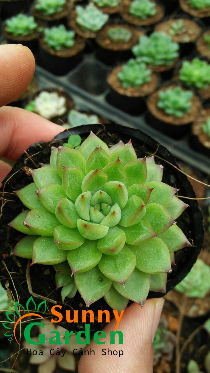 Sen Đá Viền Hồng Dù