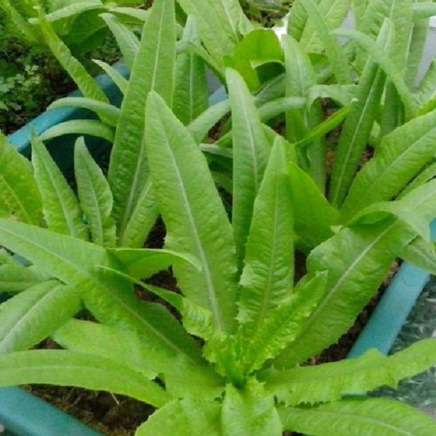 Hạt Giống Rau Diếp Thơm (gói 5Gram)