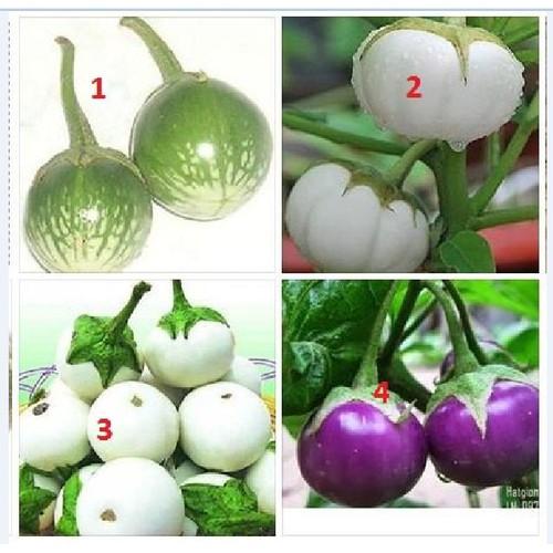 Combo 4 gói hạt giống cà (cà bát da ếch + bát trắng + pháo trắng + bát tím )