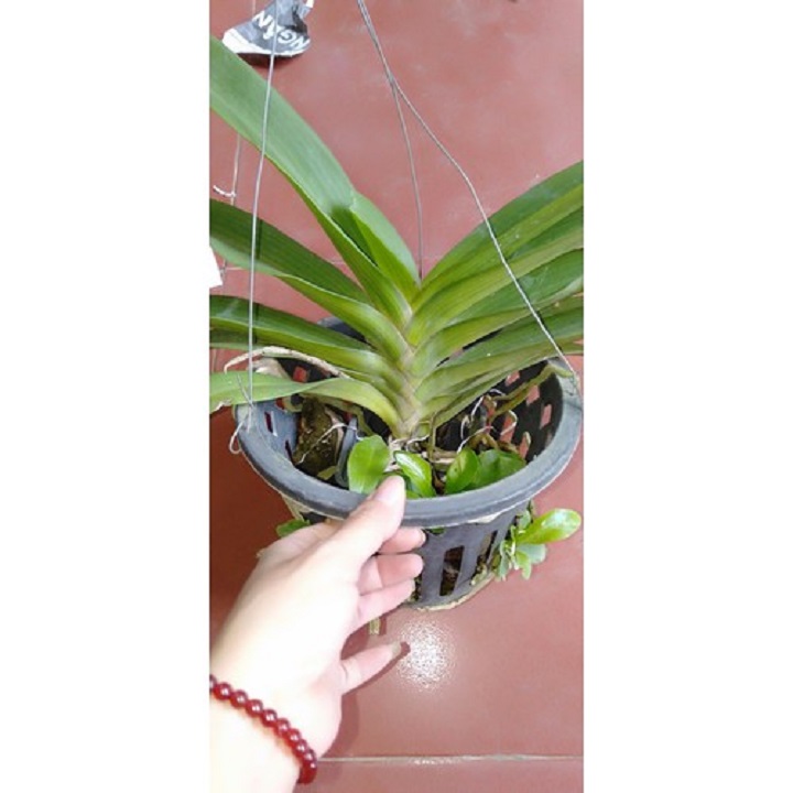 hoa phong lan đai châu bò sữa ( cây cao 50cm)