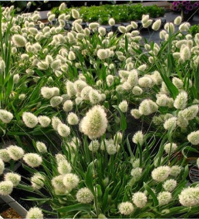 Rabbit Tail Grass Seeds (1 Pack of 100 Seeds)