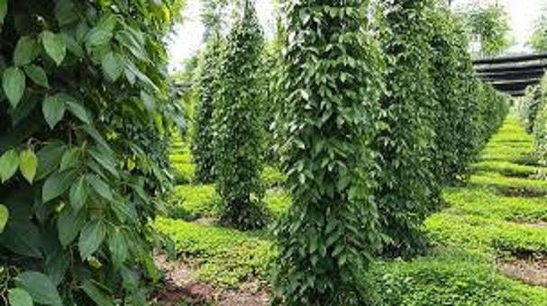 Nấm đối kháng TRICHODERMA (1kg) giúp phòng trừ bệnh và cải tạo đất