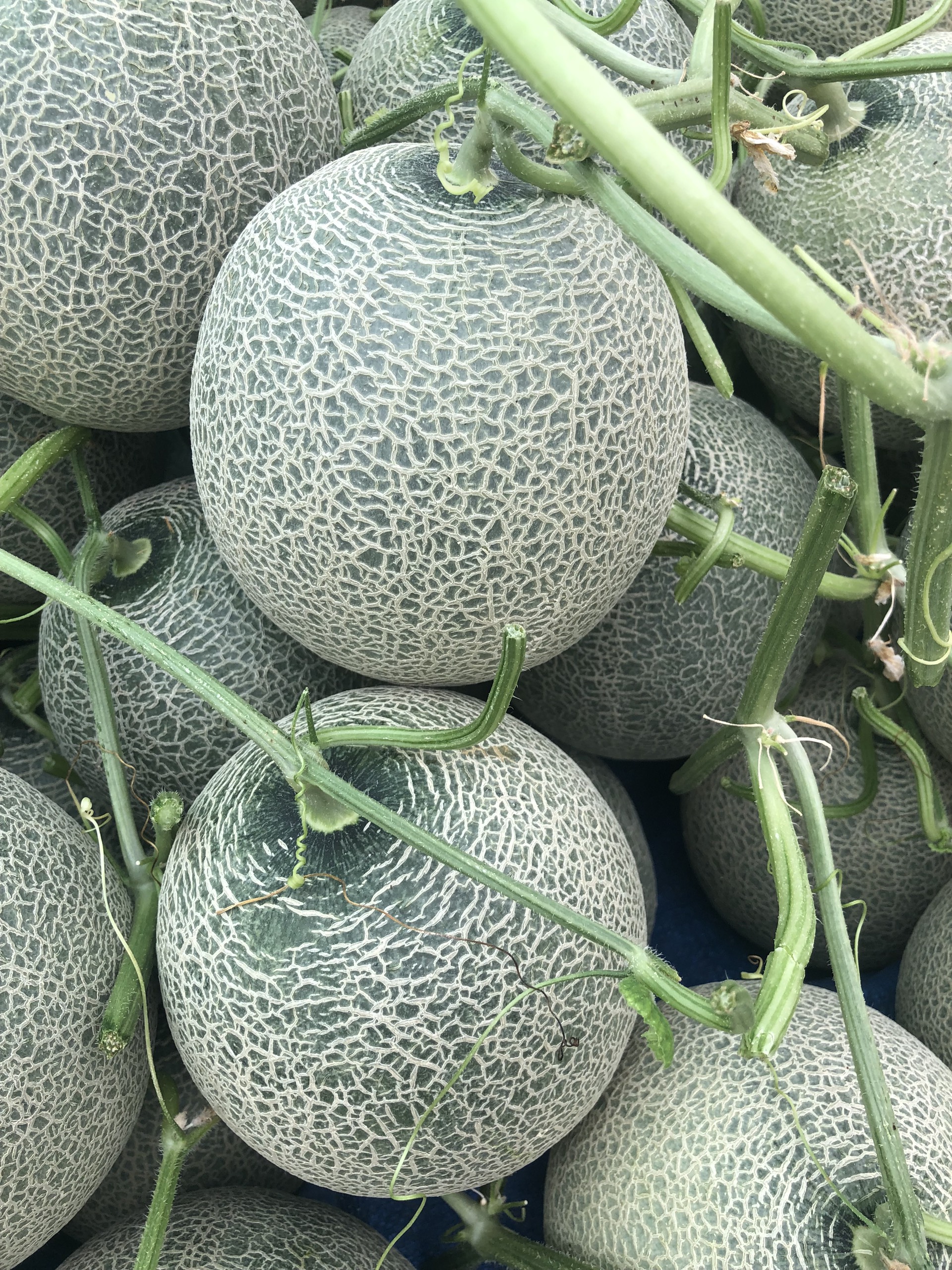 Hạt giống dưa lưới ONE Siêu Ngọt, Trái Nặng, Lưới Đều_KIEUFARM