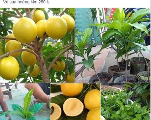 Vú Sữa Hoàng Kim, cây ghép 70-90cm