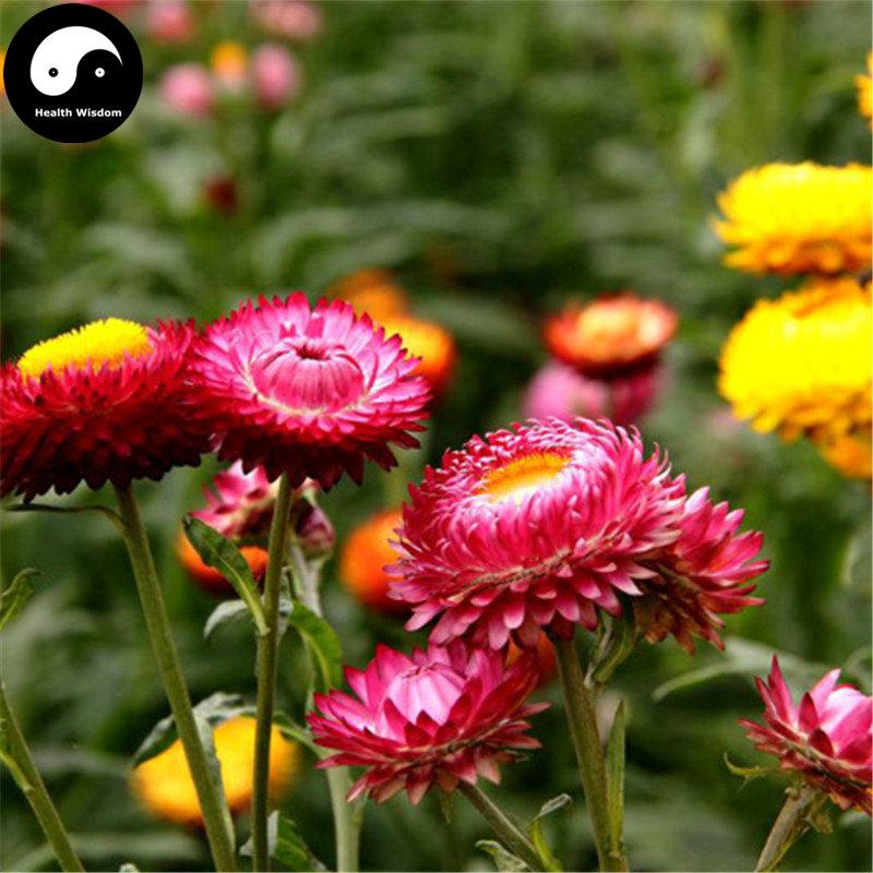 Helichrysum Bracteatum Seeds - Sale Off