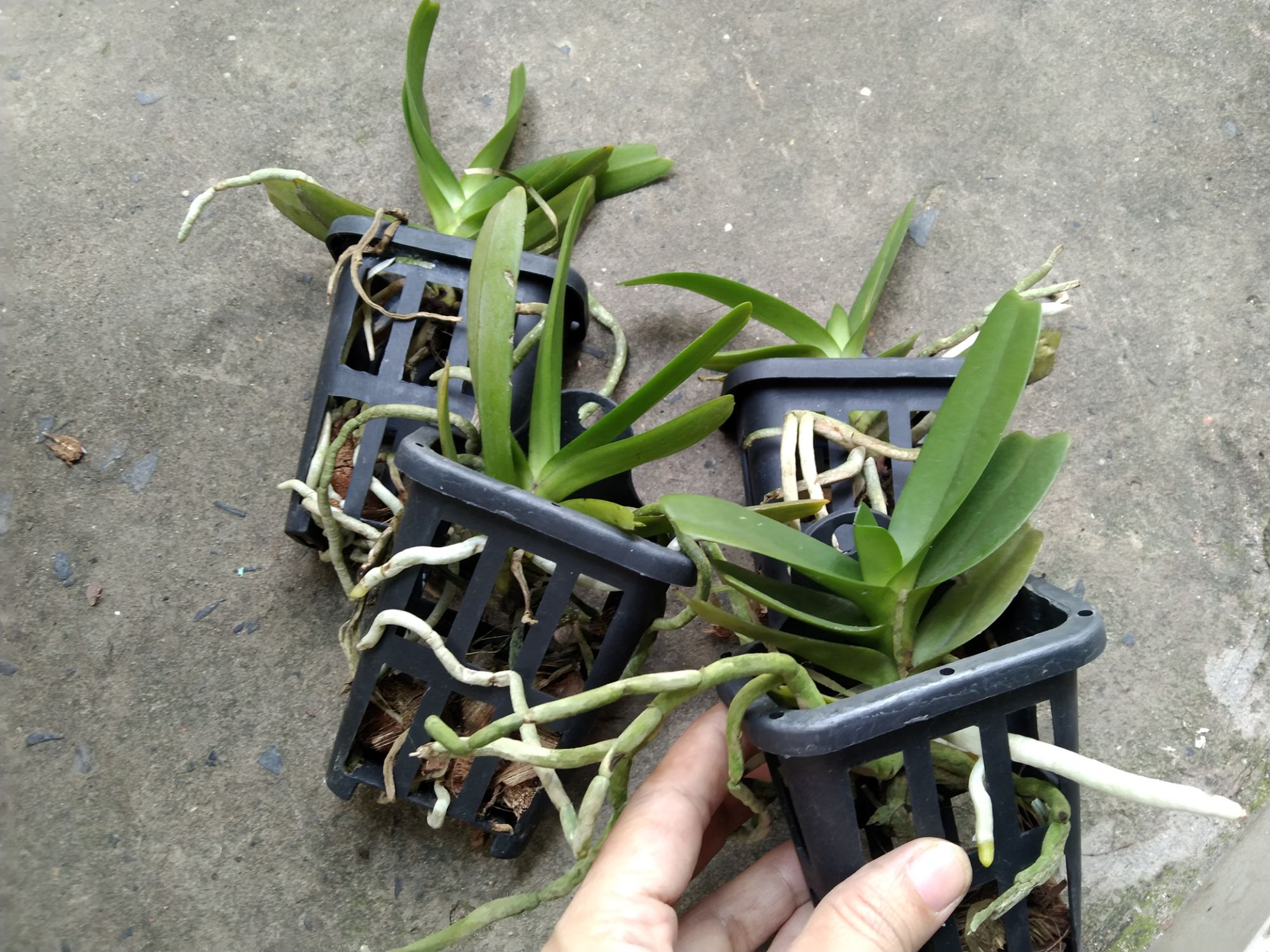Hoàng nhạn Thái hoa thơm