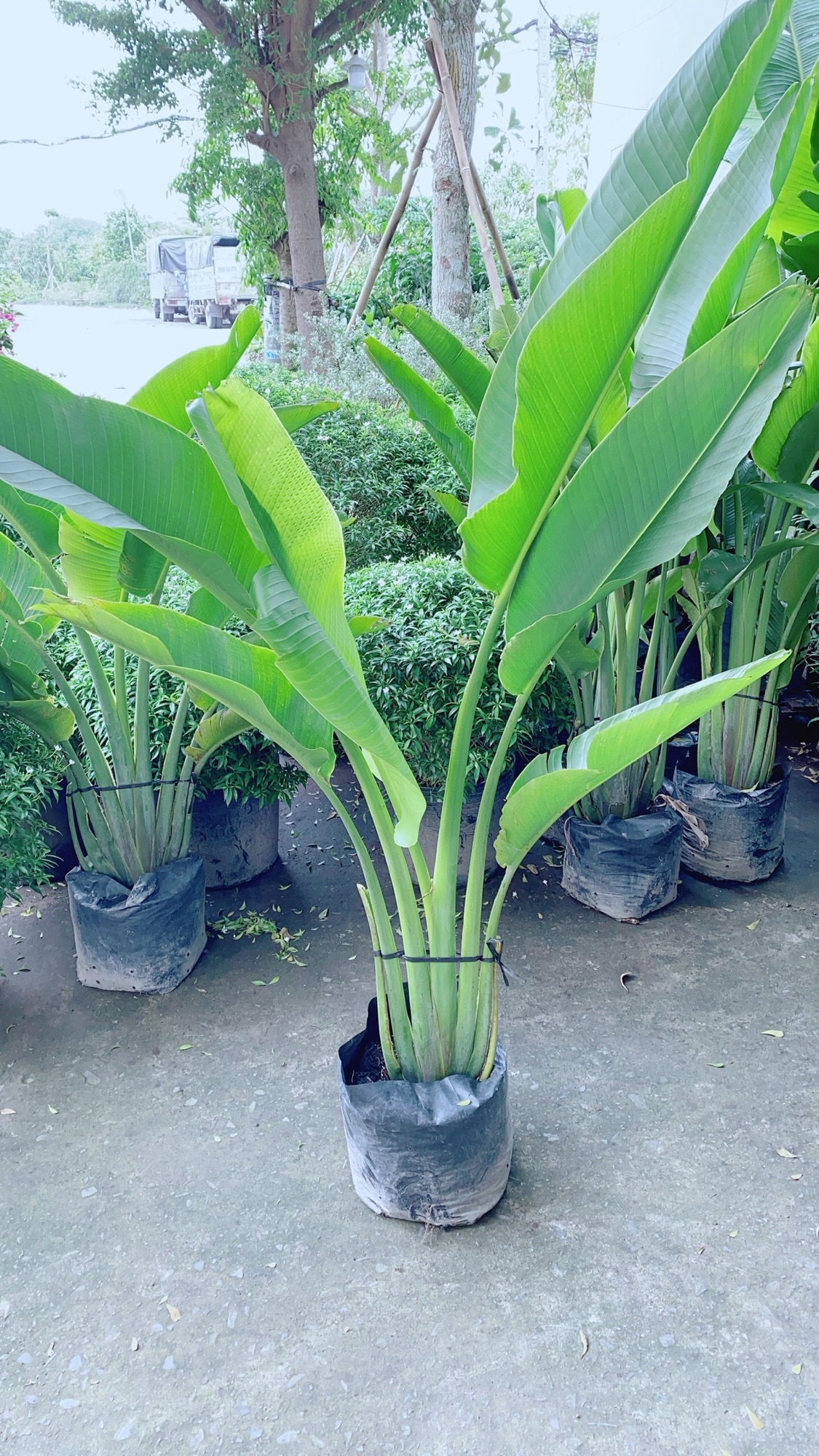 [HCM]Cây Chuối Rẻ Quạt (chỉ giao hoả tốc)