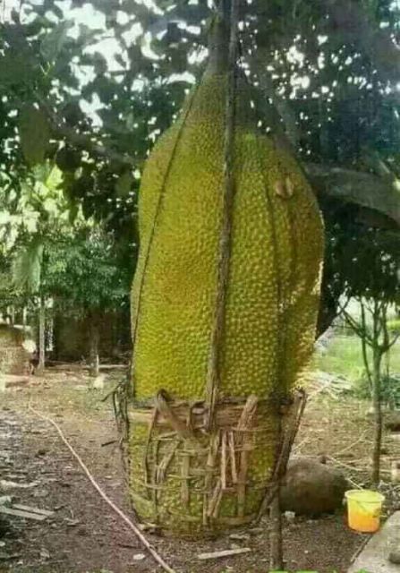 Mít Malaysia Siêu Dài