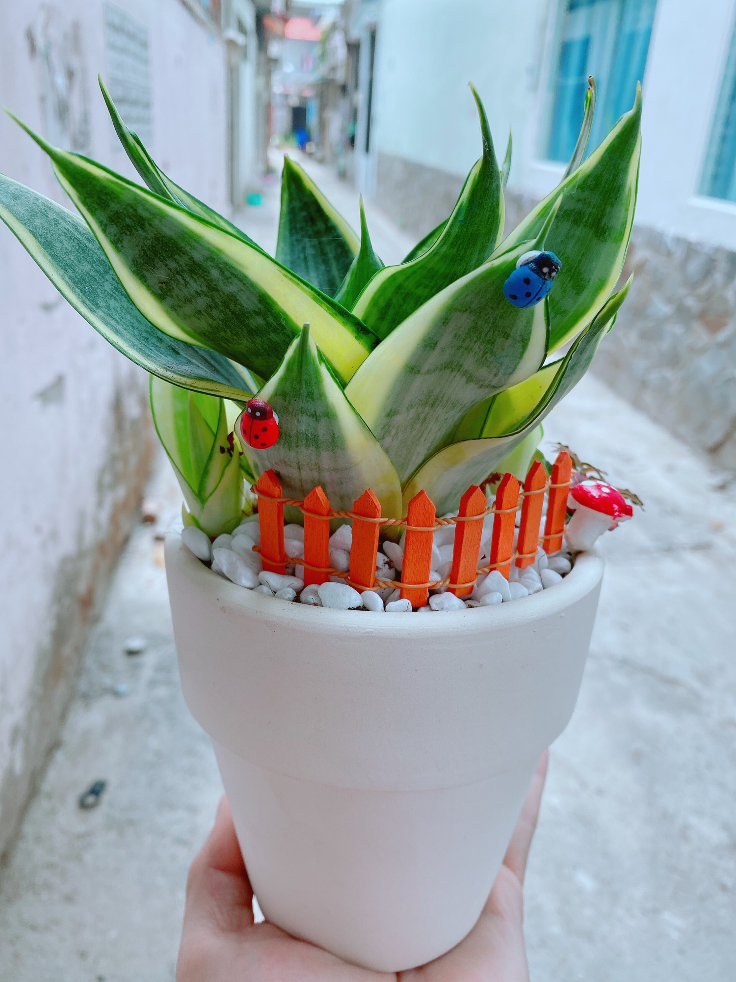 [HCM]Chậu lưỡi hổ thái kèm lá cẩm nhung