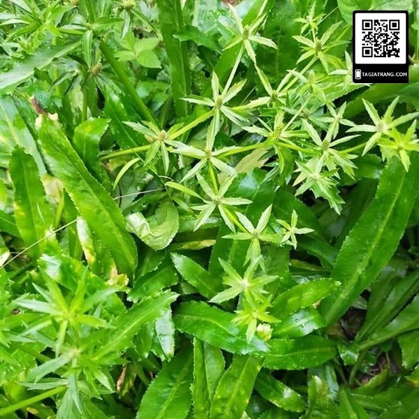 Hạt giống rau mùi tầu (ngò gai)