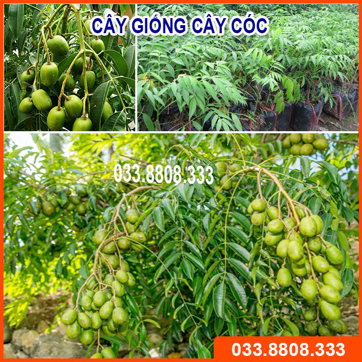 CÂY GIỐNG CÓC THÁI NHANH RA HOA SIÊU TRÁI