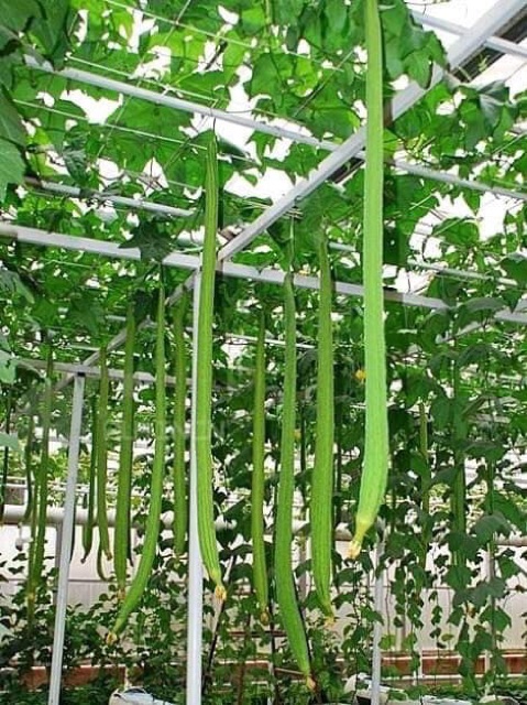 Hạt giống Mướp Hương siêu dài (Thái Lan) 10 hạt