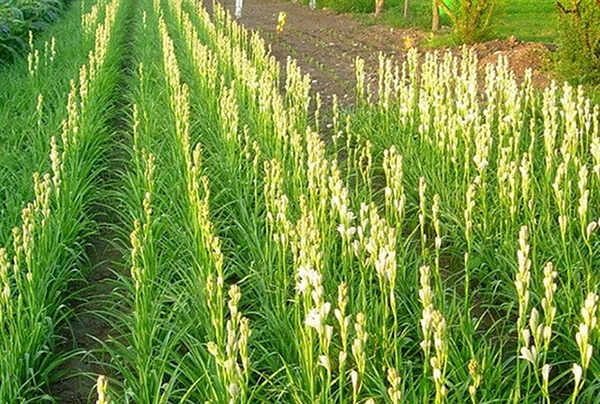 4 củ giống hoa huệ trắng thơm