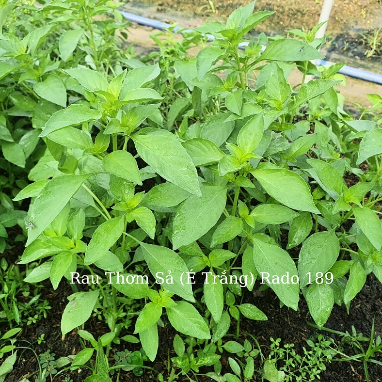 Hạt giống Lá É (RD189) gói 5gr - Rất dễ trồng