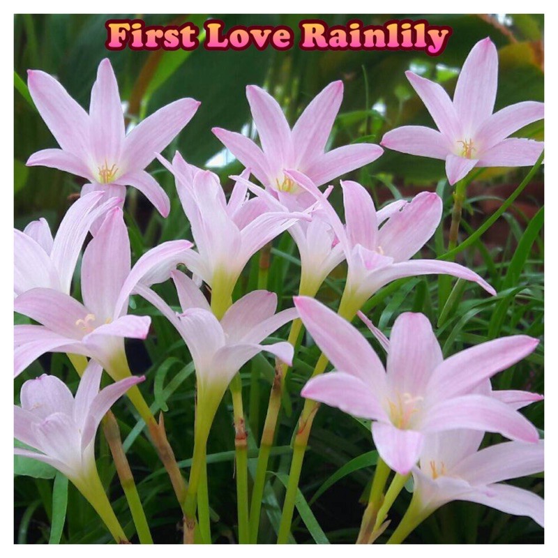 Set 20 củ huệ mưa first love