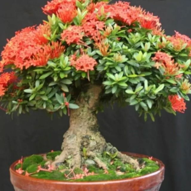 Cây giống mẫu đơn 1 thân cao 60cm