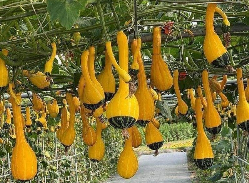 Hạt giống bí ngô thiên nga