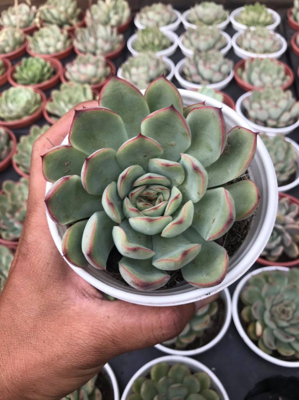 Sen đá viền hồng size trung