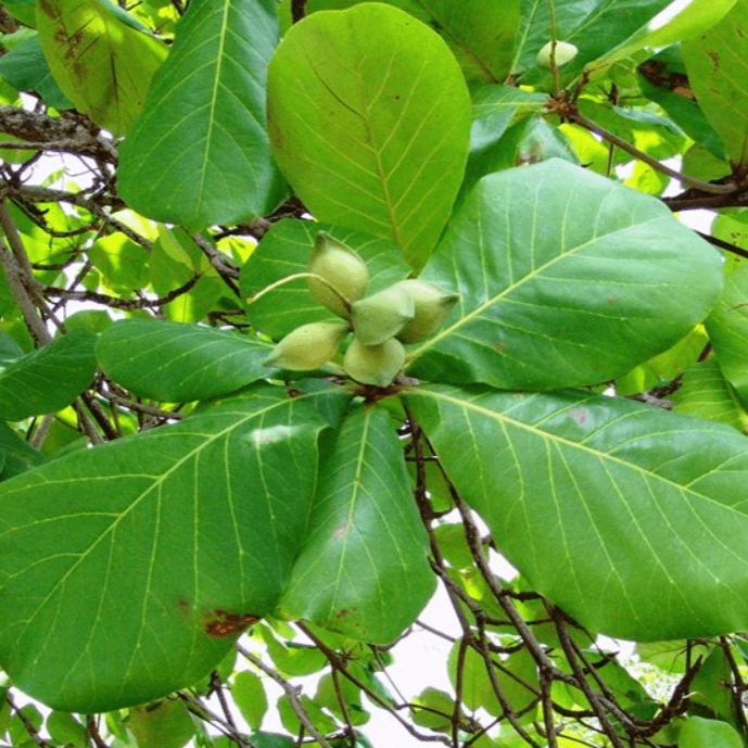 Cây Bàng Ta Giống 40cm