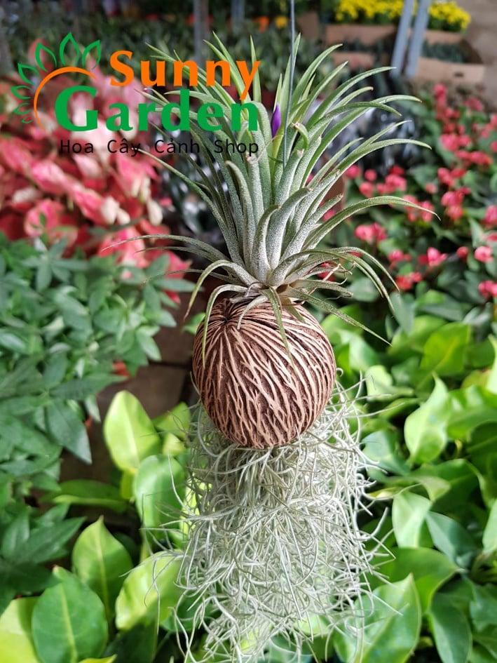 Cây Không Khí Dứa Đỏ Và Tóc Tiên