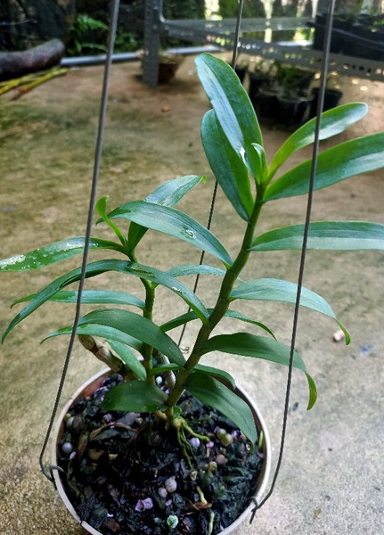 Cây giống hoa lan Ám Mắt Đỏ Phân Thùy