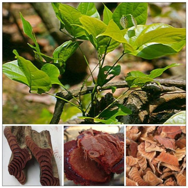 Cây huyết rồng(hồng đằng, kê huyết đằng)1kg