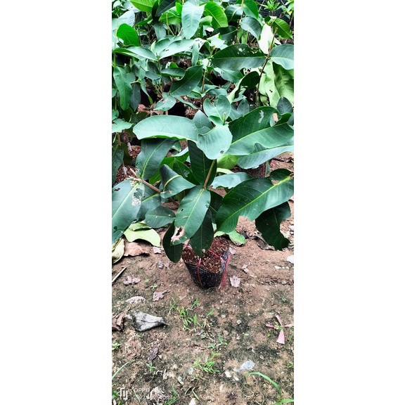 CÂY MẬN XANH TAM HOA (CÂY GHÉP SIÊU SỚM)