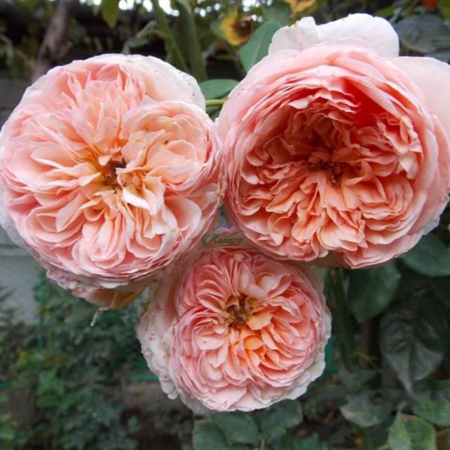 [ Xả - Cắt Lỗ ] Hoa Hồng Leo Ngoại Abraham Darby Rose