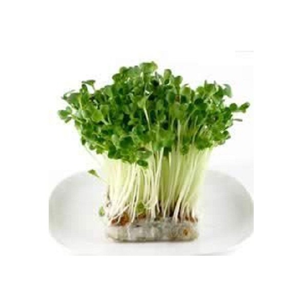 Hạt giống rau mầm bông cải xanh 100gr
