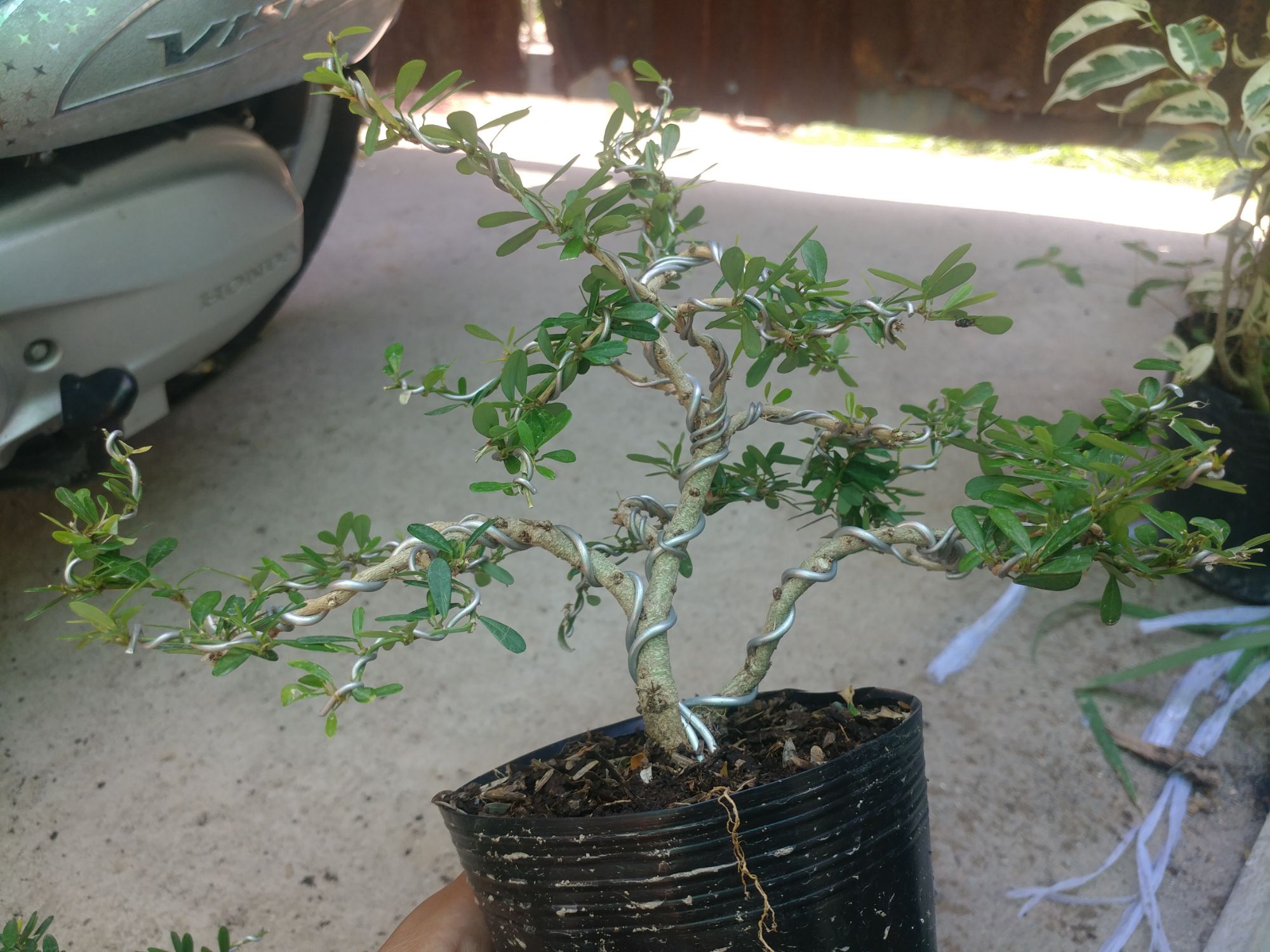 Linh sam 86 mini THẾ BONSAI CỰC ĐẸP