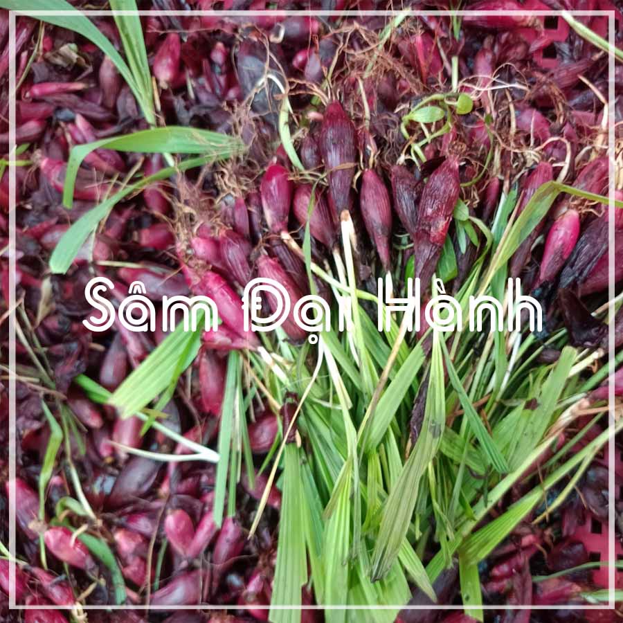 Sâm đại hành khô