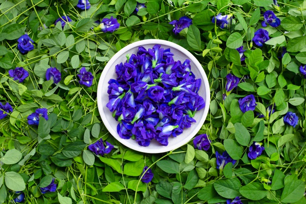 🍒Hạt Giống Hoa Đậu Biếc🍒 (Dễ trồng, hoa to) - 1gr/gói