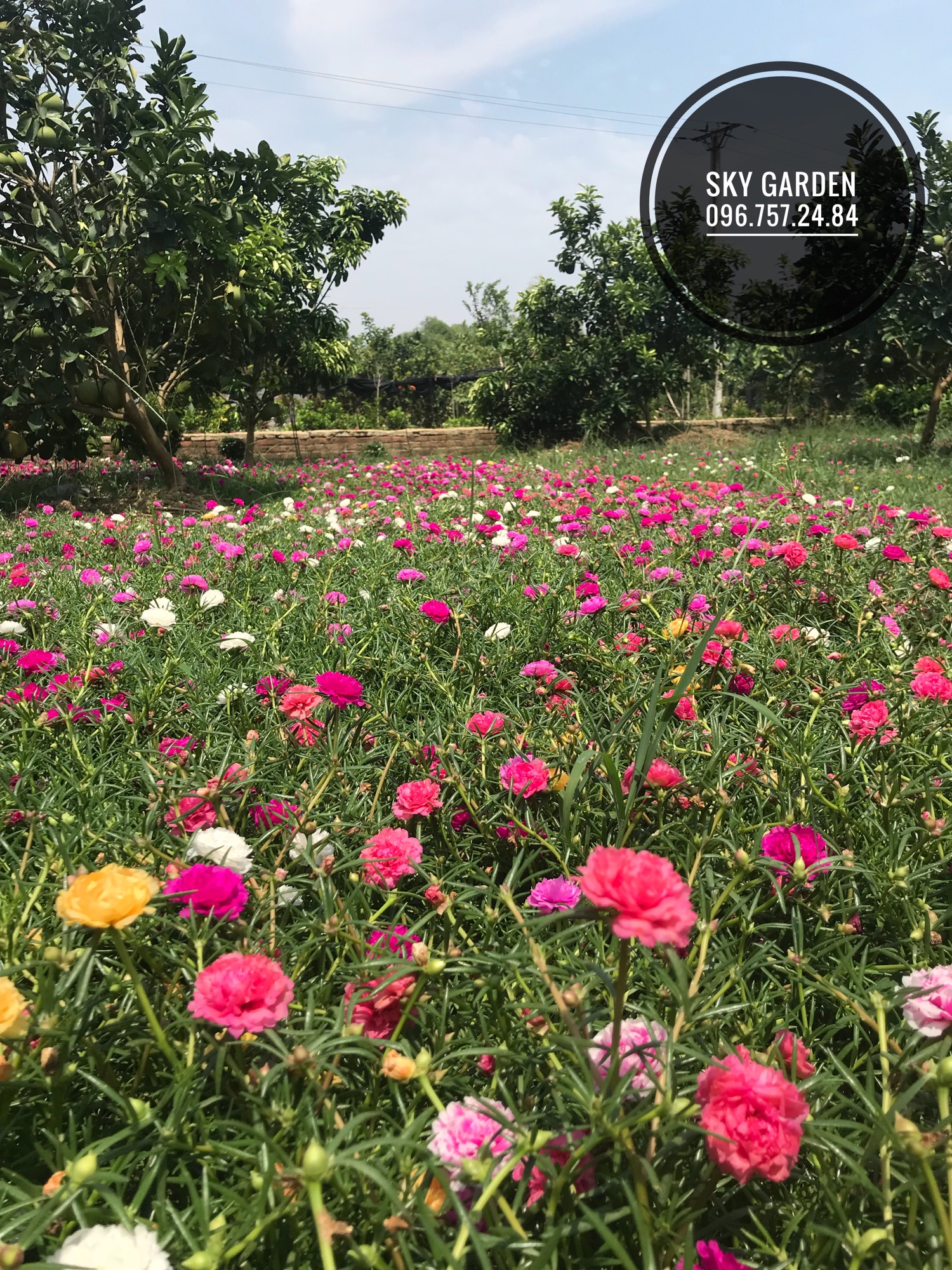 Cành hoa Mười giờ Thái kép