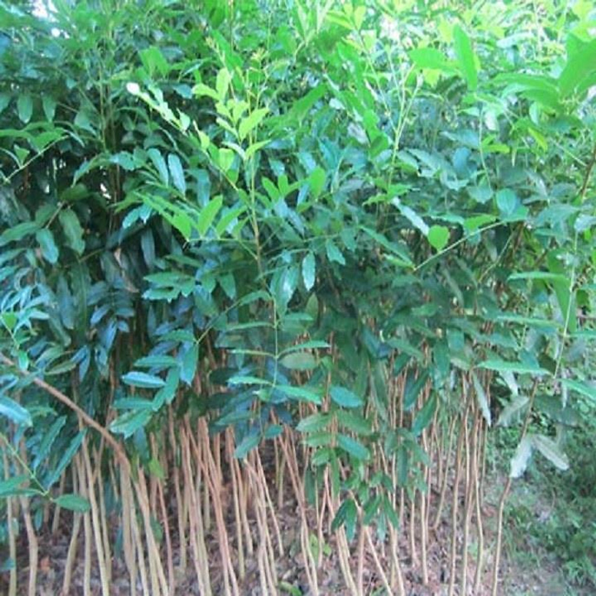 Cây xà cừ giống cao 60 cm