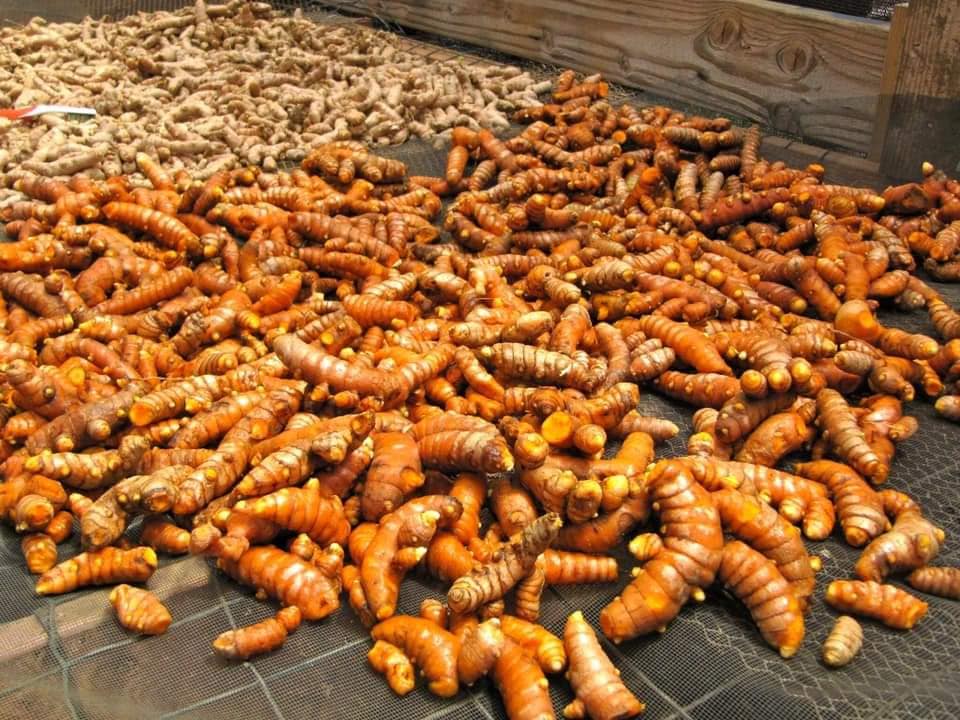 Viên nghệ mật ong