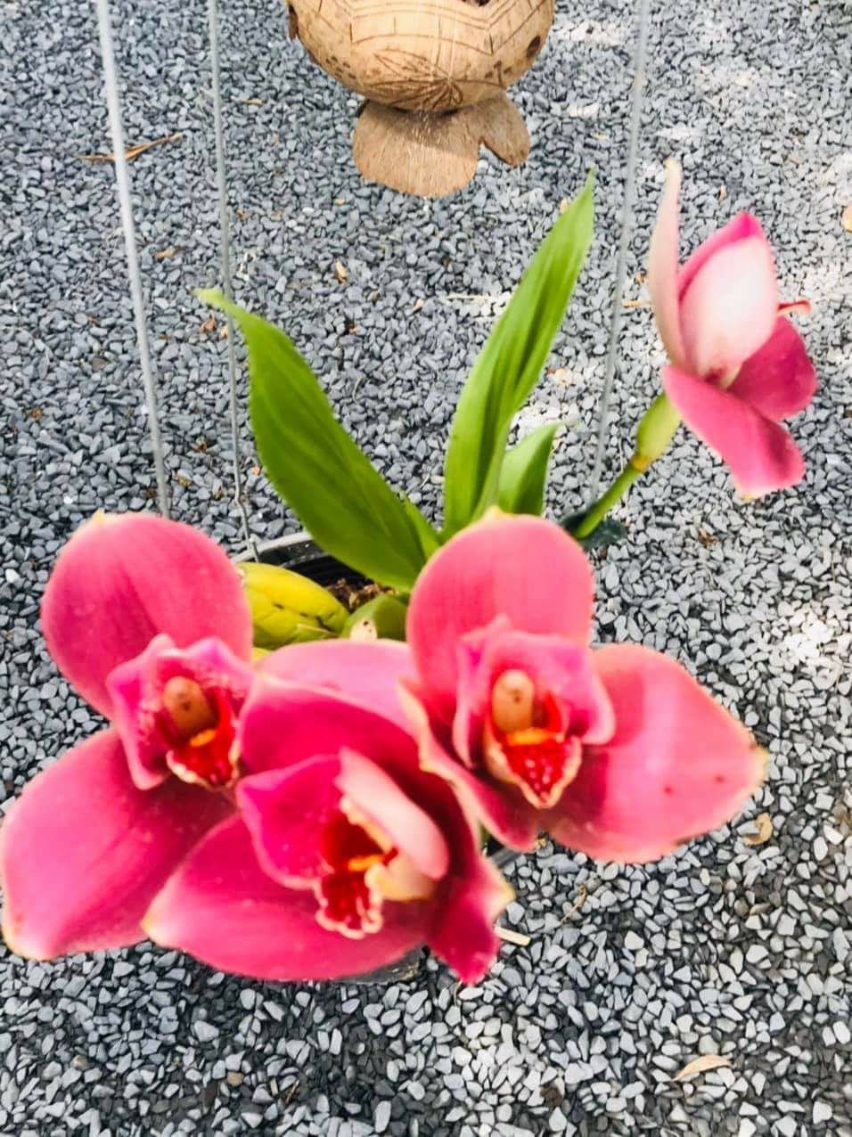 LAN vũ nữ lycaste