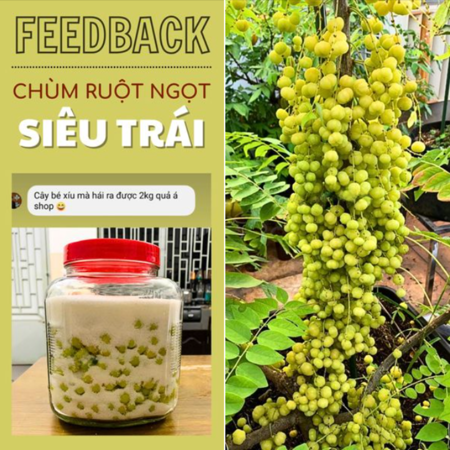 Cây Chùm ruột ngọt siêu trái chuẩn giống