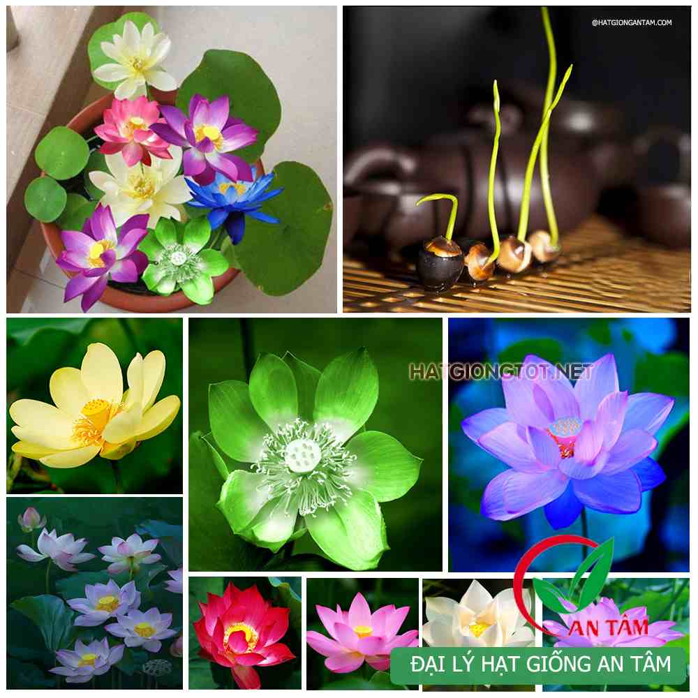 Hạt Giống Hoa Sen Mini Nhật Bản