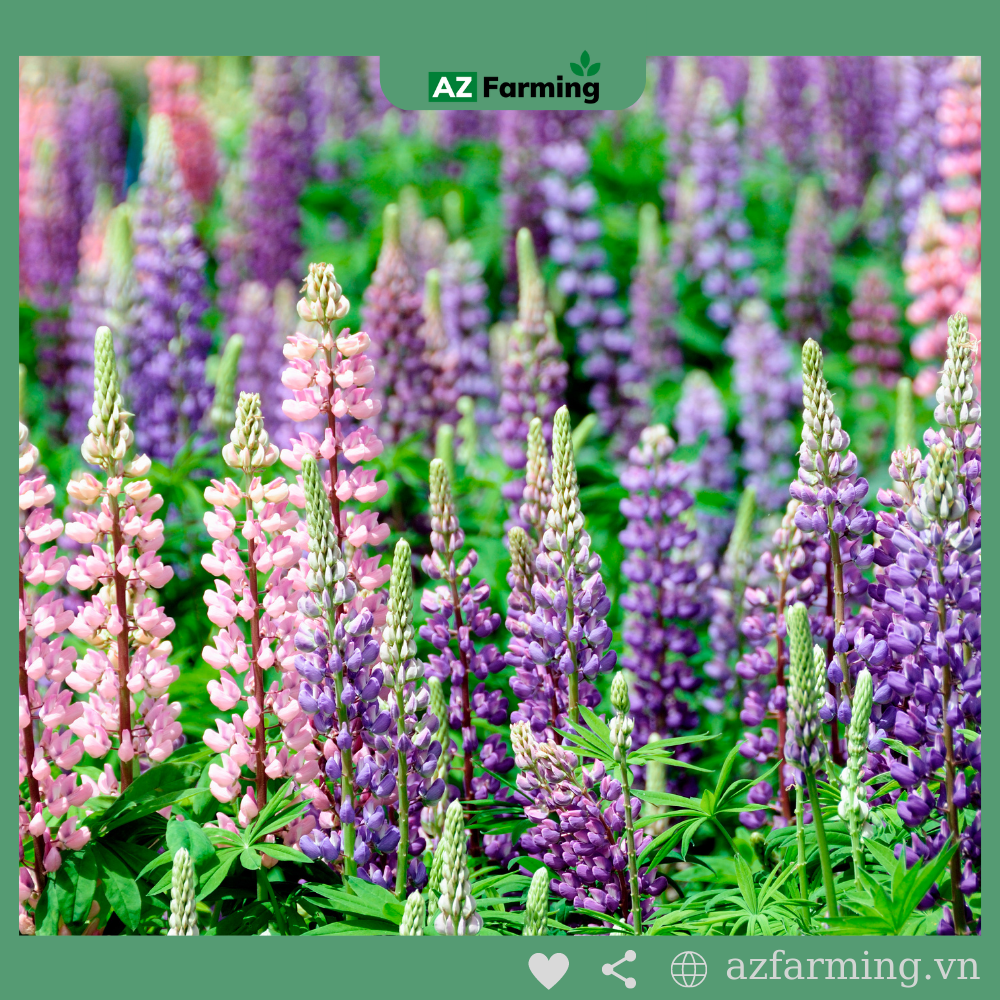 Hạt Giống Đậu Lupin - 50 Hạt - AZ Farming