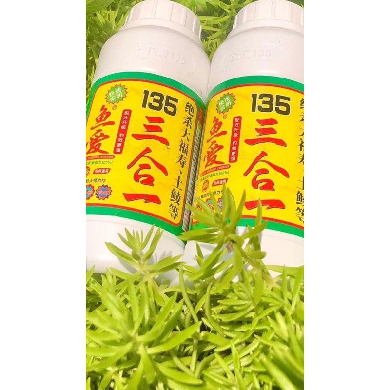 Tinh Mùi Trứng Sữa và 135 Đi Câu Cá