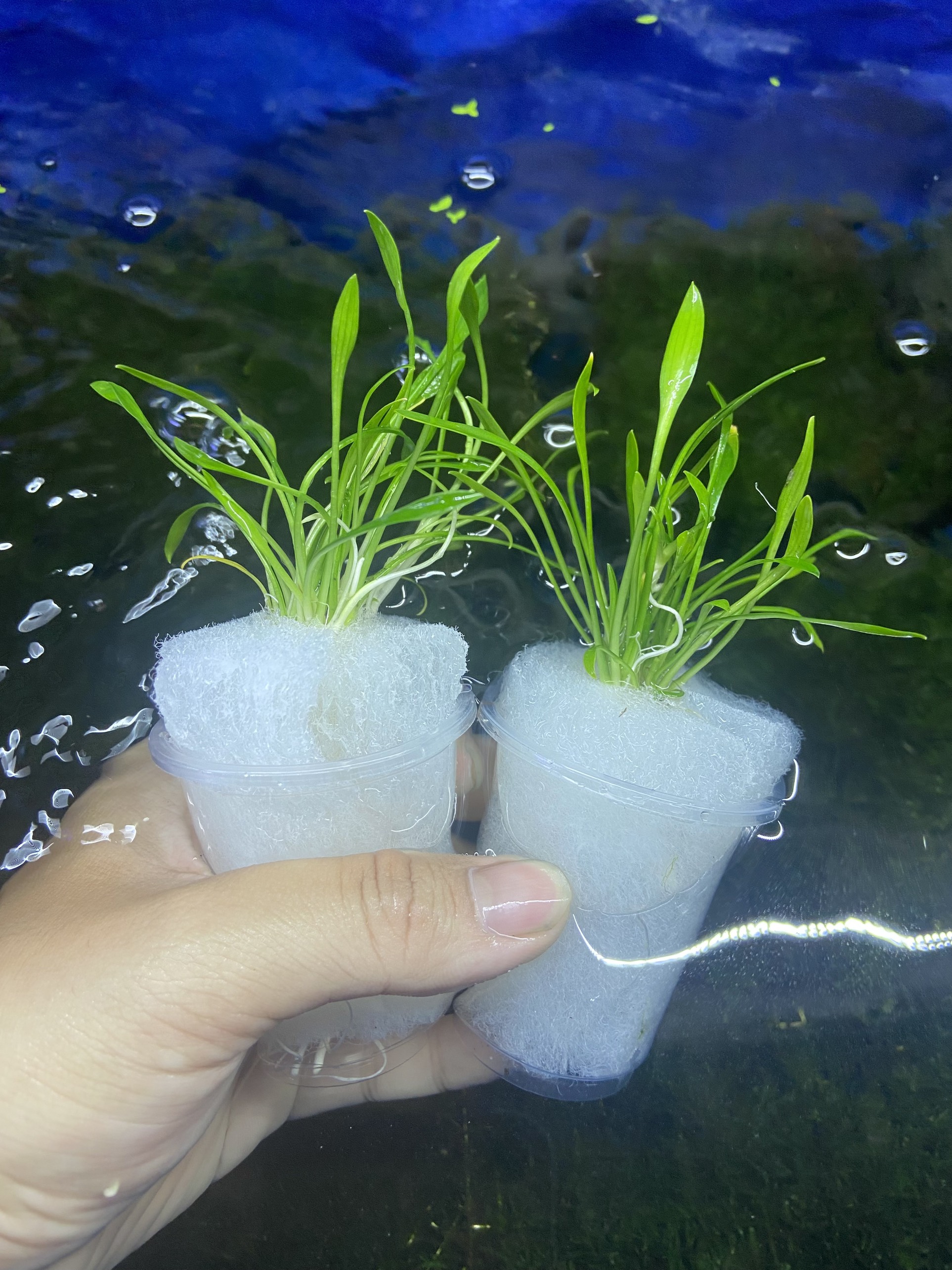 combo 12  tiêu thảo mũi tên