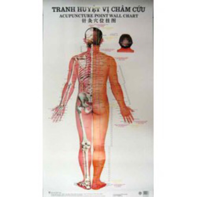 Tranh Châm Cứu 3 Tờ