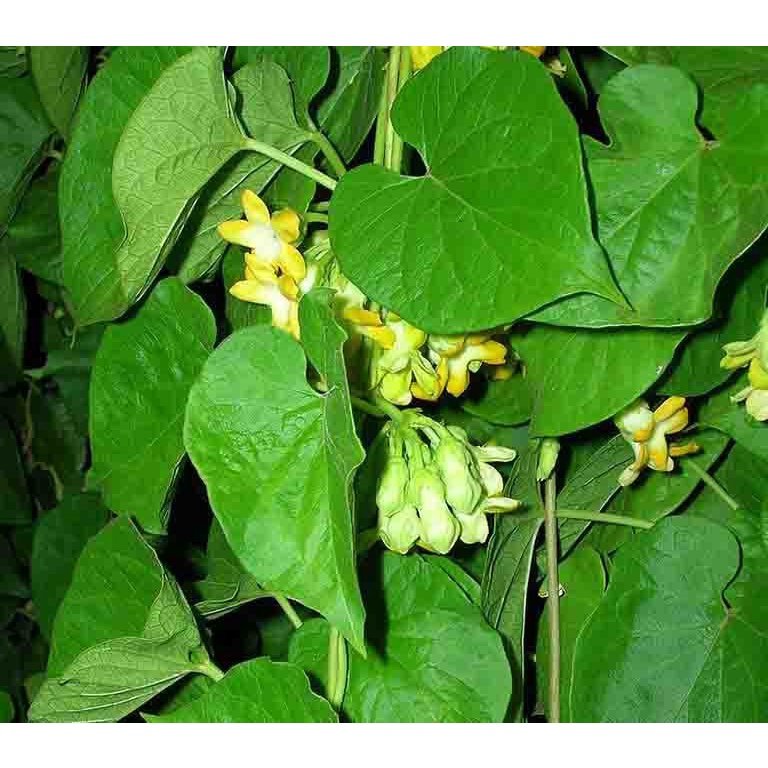 Cây thiên lý (Cây giống khỏe) tặng kèm phân bón
