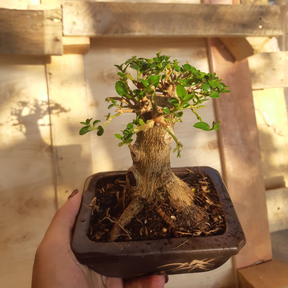 Sam hương mini TẶNG CHẬU