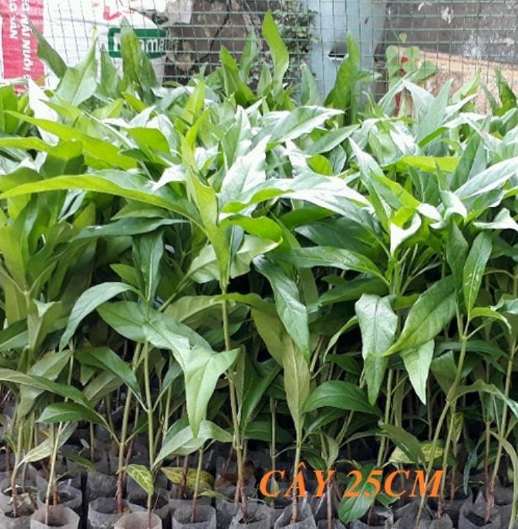 Cây nhàu, chiều cao 30-40cm