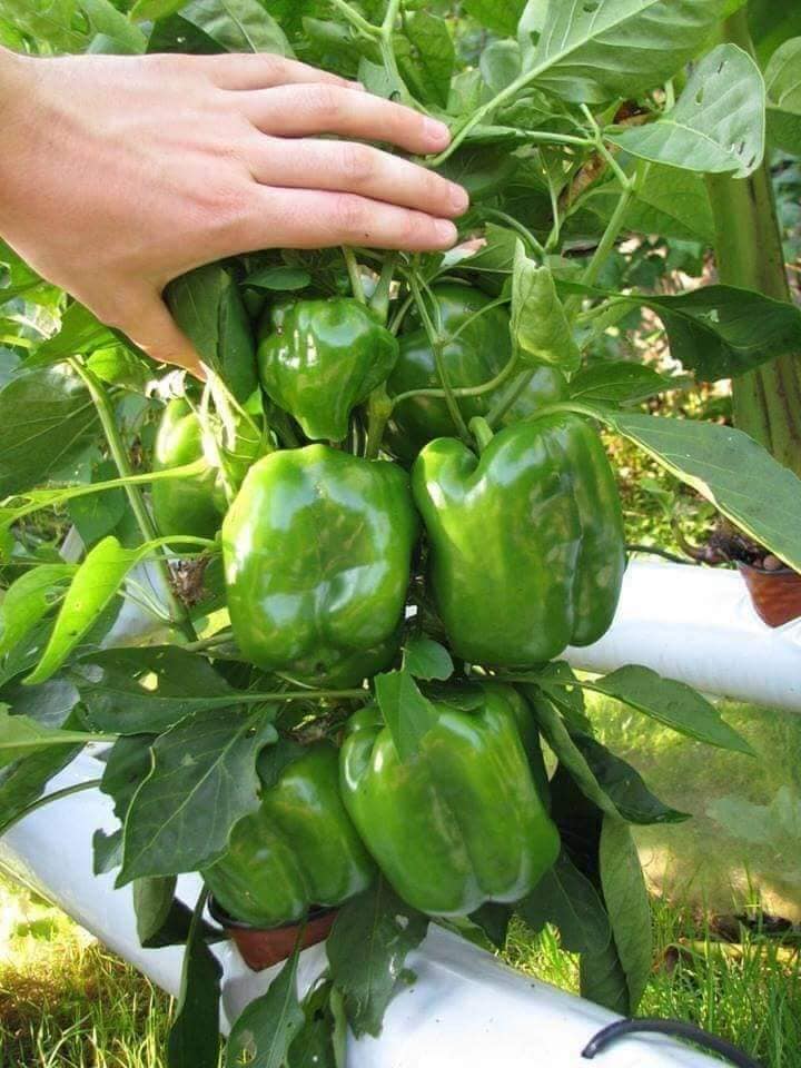 20 Hạt giống ớt chuông , ớt ngọt xanh F1