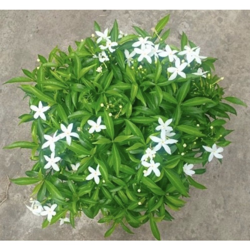 Cây giống mai vạn phúc